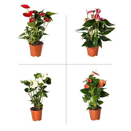Plantazee Anthurium Live Plants Include Pots Combo Pack of 1 (B08GG8NWBR) Amazon Price History, Amazon Price Tracker