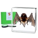 Real Animal Insect in Resin Bat Hairy Spider Specimen Taxidermy for Science Education, Animal Specimen...