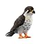 Peregrine Falcon