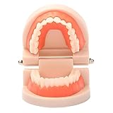 Standard Teeth Model, YOFAN Kids Dental Teaching Study Supplies Adult Standard Typodont Demonstration Teeth Model(Without Wisdom Teeth)