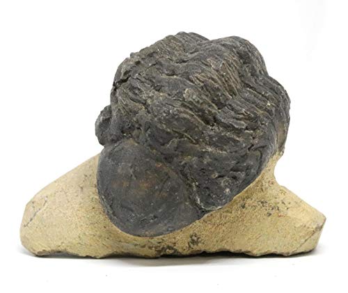 Reedops Trilobite Fossil Morocco 390 Million Years Old #15167 6o