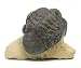 Reedops Trilobite Fossil Morocco 390 Million Years Old #15167 6o
