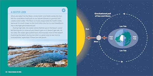 Callisto Kids Hestermann, Bethanie Ocean Animals For Kids: A Junior Scientist'S Guide To Whales thumb #6