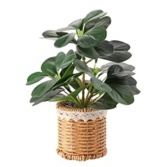 Evergreen Round Leaves