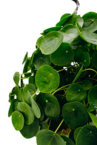 8 in. Chinese Money Plant - Live Plant in Hanging Basket - Pilea Peperomioides