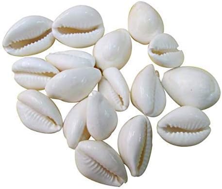 ALOKIK Natural White Cowrie/Kaudi/Kawri/Kori Sea Shell For Puja And Multi Purpose Uses (21 Pcs)