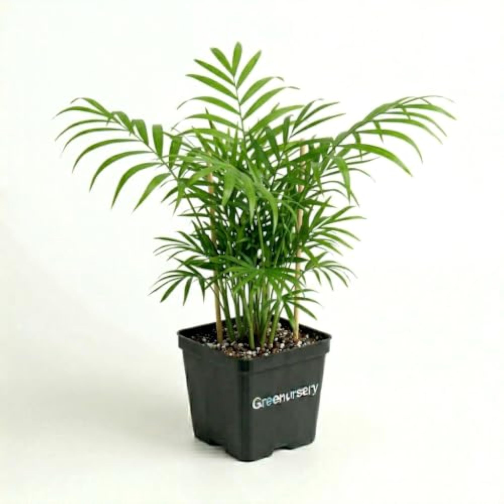 Live Parlor Palm Indoor Decorative Green Plant