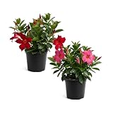 Mandevilla - Assorted Bloom Colors, Live Flowering Tropical Plant (2 Per Pack) - 10" Tall by 5" Wide in 1.6 Pt Pot