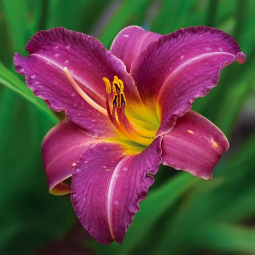 Bulbi di HEMEROCALLIS | Bulbi provenienti dai migliori produttori Olandesi | Esclusiva selezione e controllo qualità | Fioritura garantita. (2 Hemerocallis PURPLE WATERS)