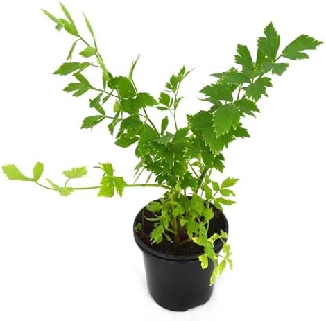 Outdoor Celery Plant Grow Fresh Celery in Your Patio