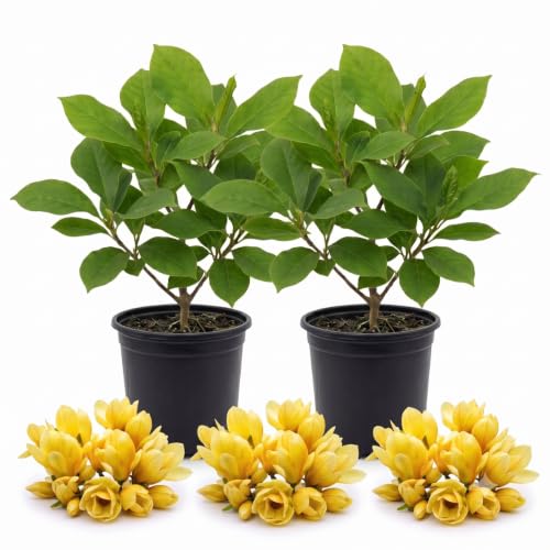 2 Yellow Magnolia Trees Plants Live, Garden Flower Tree, 6-12 Inch Tall