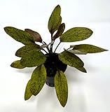 Wasserpflanzen Wolff