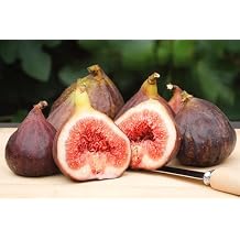30 Seeds Common Edible FIG Tree Ficus Carica Purple Brown Skin Pink Flesh Fruit