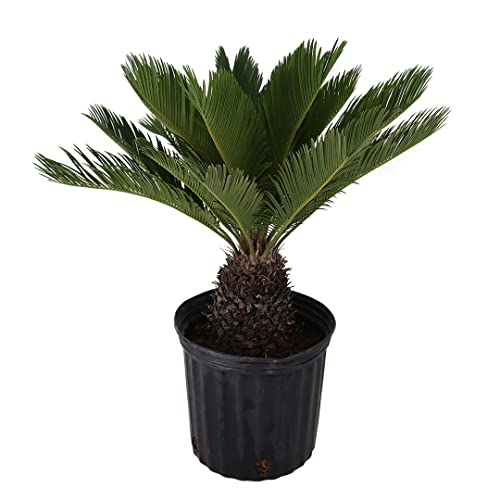 American Plant Exchange Sago Palm Live 10-Inch Starter Potted Tropical Plant Easy-Care Indoor & Outdoor Palm Low-Maintenance Drought-Tolerant Cycad for Home Office Patio & Landscape Dcor