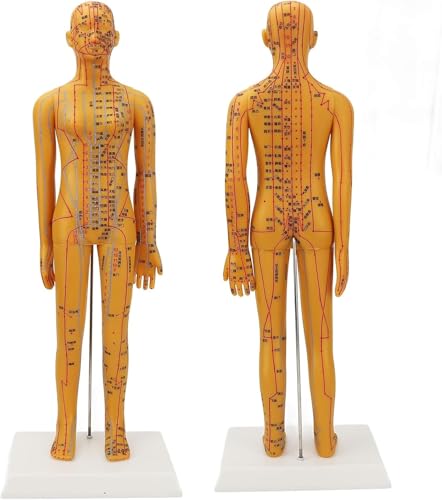 Modèle d'acupuncture précis de 55 cm avec repères anatomiques pour étude