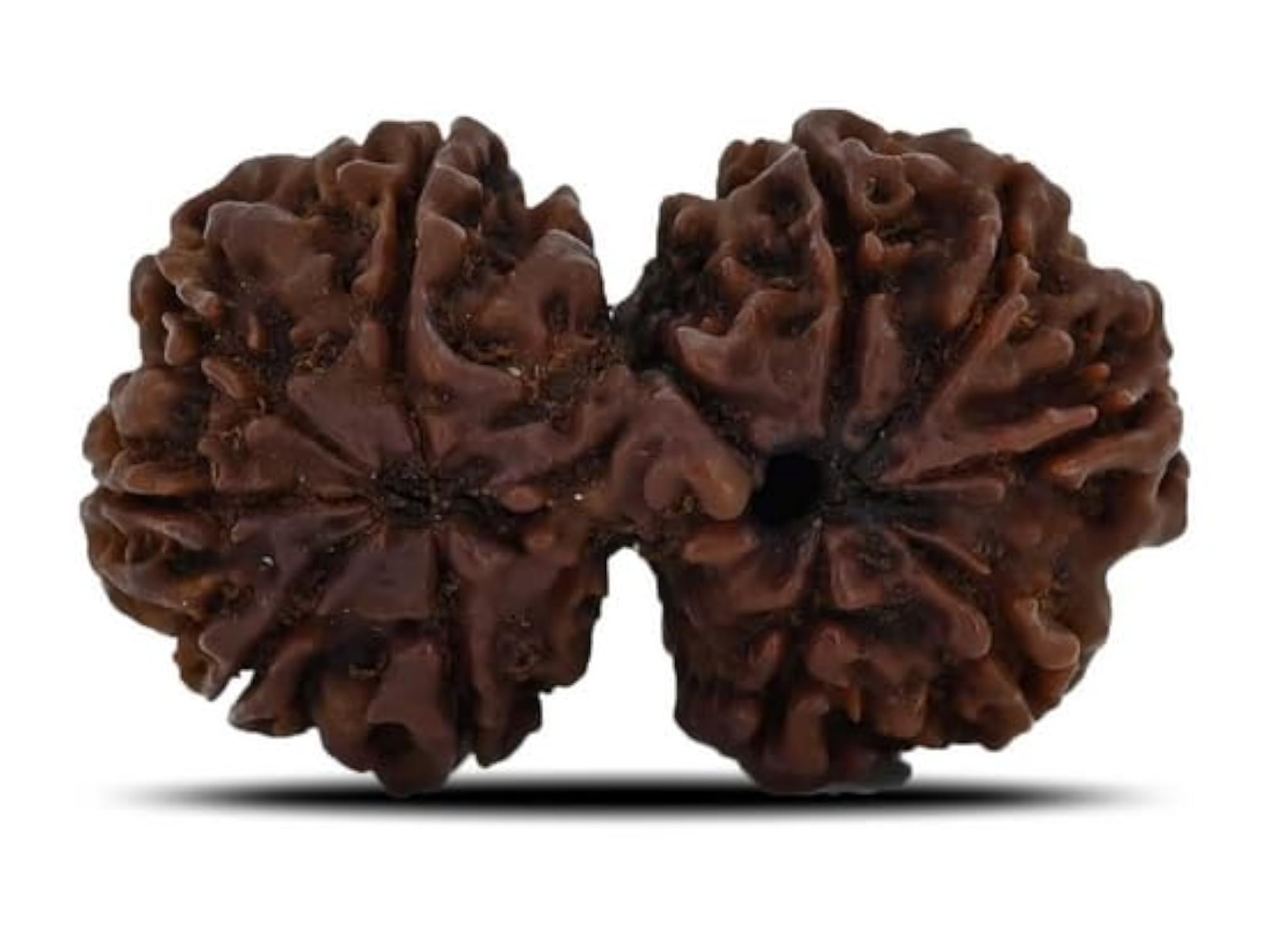 Natural Gaurishankar Rudraksha, Lab Certified for Pendants
