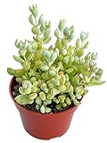 Live Succulent 4' Cotyledon Pendens Cliff Hanger, Succulents Plants Live Fully Rooted House Plant for Home Office Decoration, DIY Projects by The Succulent Cult