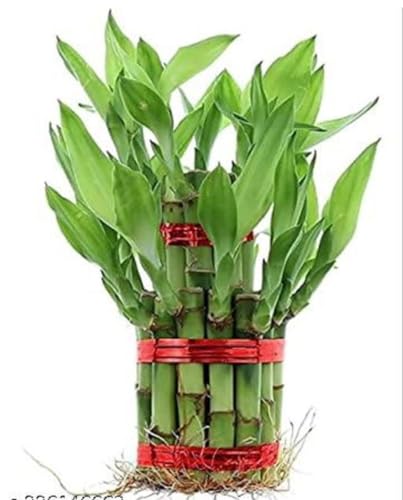 Image of Two layer lucky bamboo | For Living Room or Office table | indoor plants for good luck and air purification (Bamboo withoutpot)