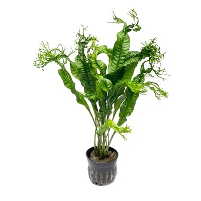 SubstrateSource Java Fern Live Aquarium Plants - Potted Freshwater Plant for Fish Tanks - Beginner Friendly, Low Light (Windelov, 1 Pot)