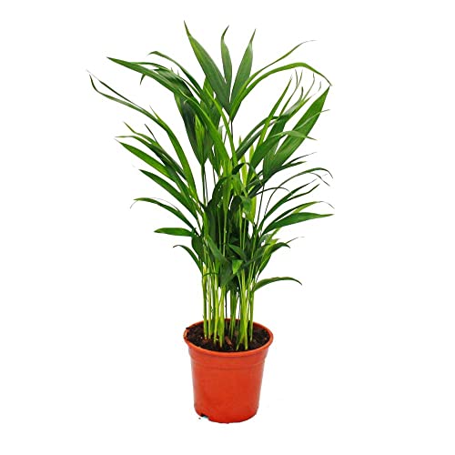 Areca Natural Palma de Altos Tallos y Aspecto Elegante