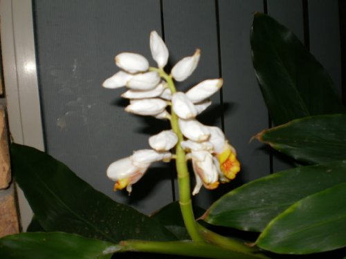 5 Cardamon Cardamom Alpinia Oxyphylla Herb Flower Shrub Tree Seeds #TOP3