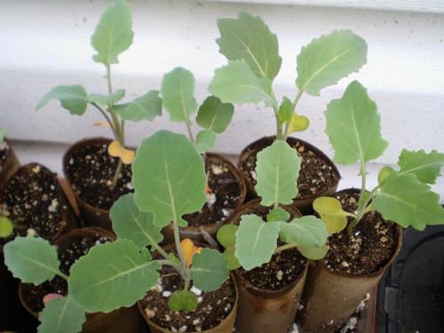 Gustus Brussels sprout live plants