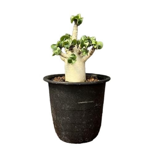 AfjEFArJ qt 3A[򍪐A R[fbNX]