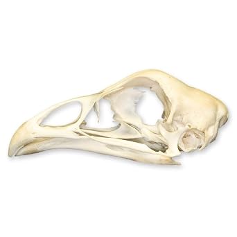 Skulls Unlimited Real Chicken Skull A Quality