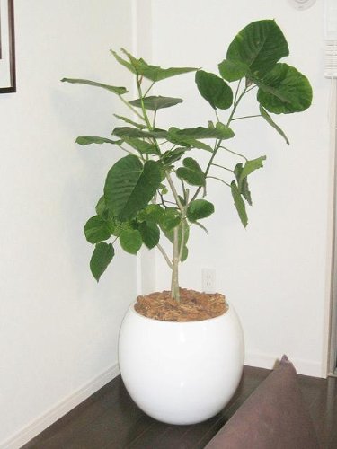 Amazon | フィカス・ウンベラータ 10号サイズ | MAKIMO PLANT | 観葉