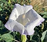 Toloache Wrightii Sacred Moonflower Moon Lily Angel's Trumpet Flower Premium Seeds for Planting Packet