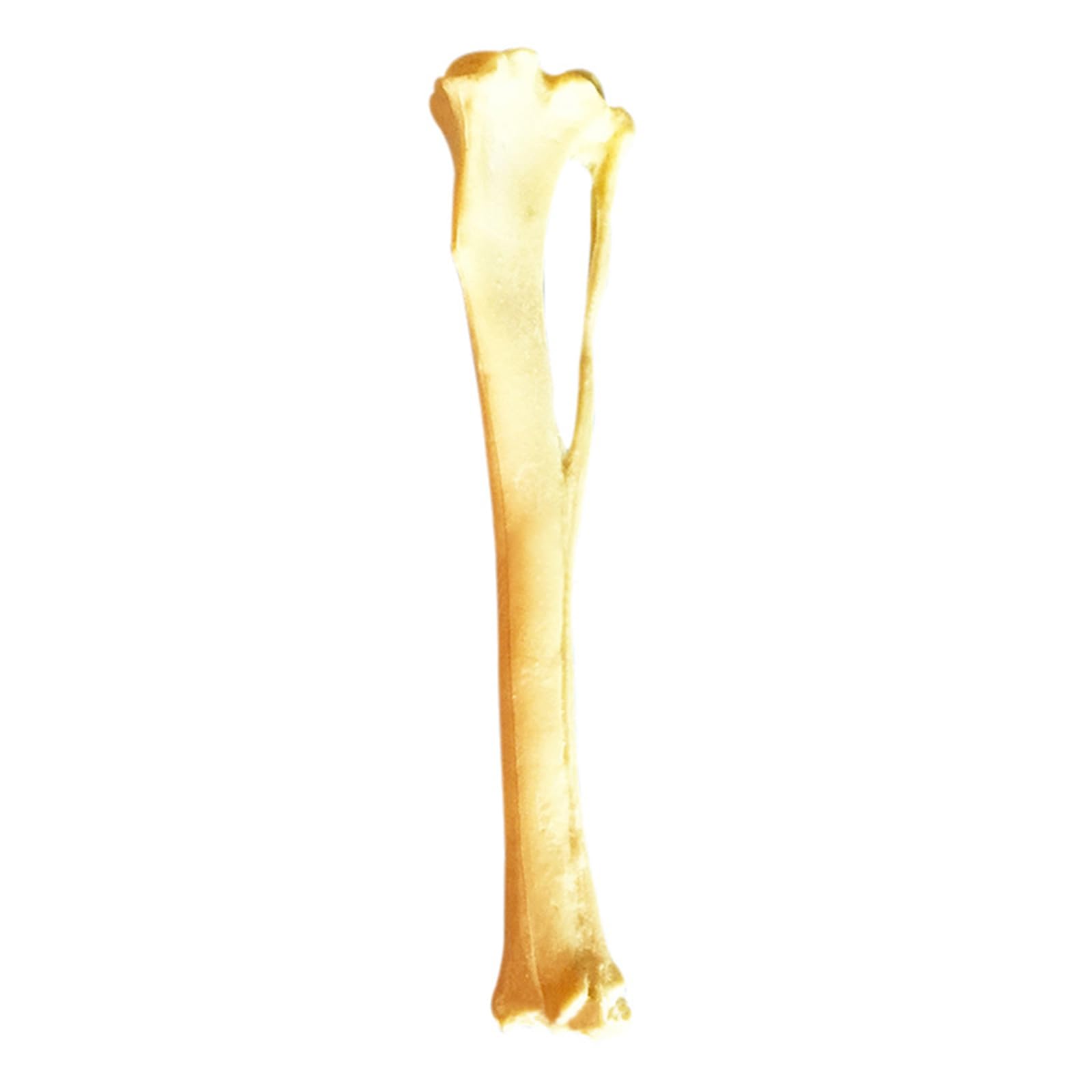 FUKAJOMFEN Dog Tibia Skeletal Model for Report Dog Anatomy Tibia Skull Model PU Material