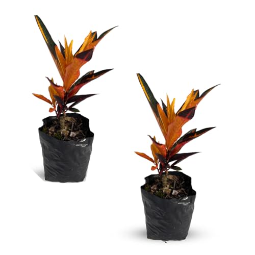 LEAL PLANTS ECUADOR Croton Peach (Pack of 2)| Vibrant Tropical Evergreen Indoor Plant | Natural Décor | Low Maintenance Houseplant for Bright Spaces | Live Decorative Croton Plant Live