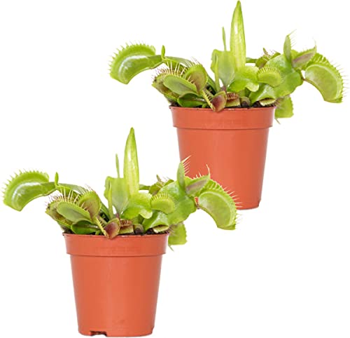 Dionaea Muscipula - Pack 2 Plantas - Venus Atrapamoscas - Plantas Carnívoras Naturales