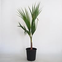 Amazon｜ITANSE ヤシの木 チャボトウジュロ ボルケーノ