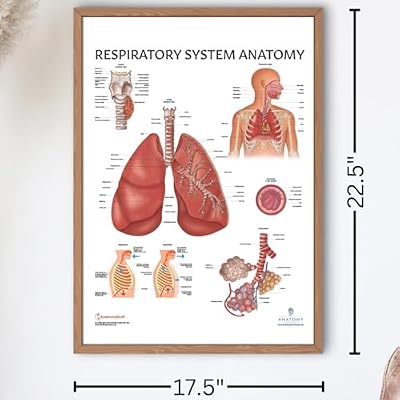 Anatomy Lab Human Respiratory System Laminated India | Ubuy