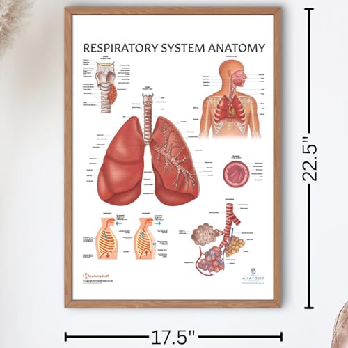 Image of Anatomy Lab Human Respiratory System Laminated Anatomy Poster, 17.3 x 22.5 Inches, Body System Diagram | 17.3 x 22.5 Inches, Body System Diagram