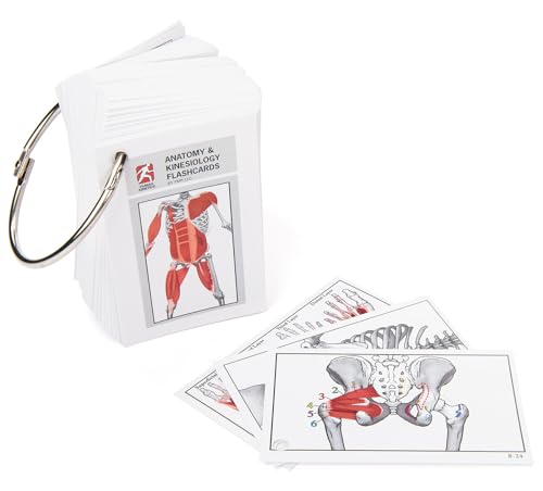 Anatomy & Kinesiology Flashcards