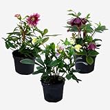 Zoom IMG-1 plant in a box helleborus Zoom IMG-1 plant in a box helleborus