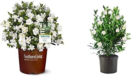 Southern Living Jublilation Gardenia, 2 Gal, Fragrant White Flowers & Shrub August Beauty Gardenia, 1 Gallon, Lustrous Green Foliage