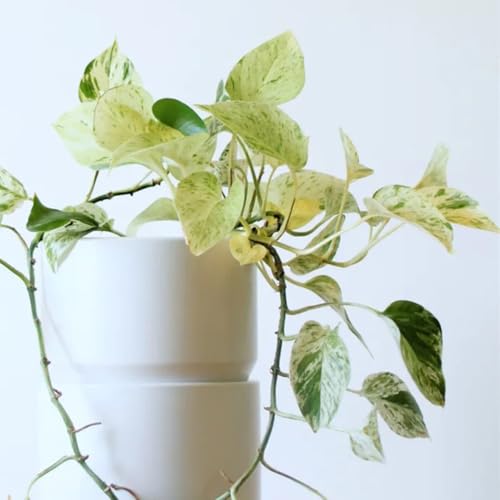 semillas de hiedra - semillas flores, semillas de flores silvestres perennes resistentes planta potos semillas de flores de pradera, semillas de pasto de abejas Plantas de cobertura 100pcs