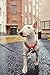 Hurtta Venture No-Pull Harness, Coral, 24-32 in