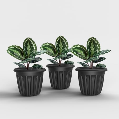 Image of YUCCABE ITALIA SHERA Floot Plastic Flower Pot Round Planter Suitable for Indoor Outdoor Kitchen Garden (Grey, 8 INCH - 3 Pcs)
