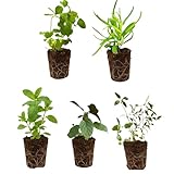 5 Live Herb Plants Seedling Plug Size –Thyme, Sage, Oregano, Peppermint & Rosemary | Ready-to-Plant Garden Starter Plugs (Not Potted)