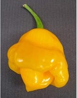 Trinidad Perfume Pepper - Delicious Scent - Very Productive - Smoky Flavor(5 - Seeds)