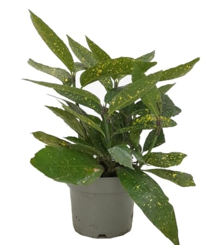 Planta natural Aucuba japonica, 30-40 cm. Arbusto de hojas verdes brillantes con manchas amarillas y frutos rojos decorativos. Segura Garden.