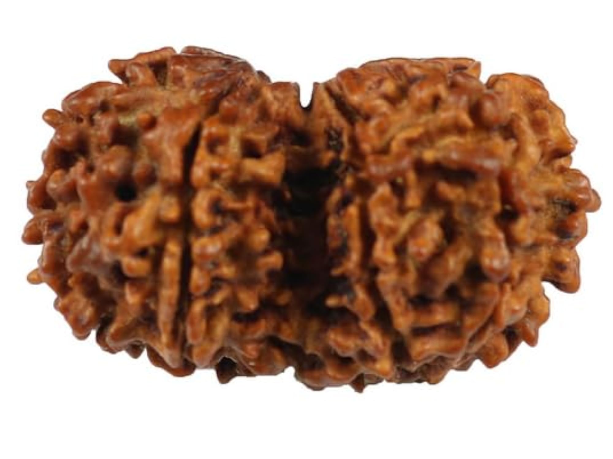 Genuine Gauri Shankar Rudraksha, Certified Natural Beads