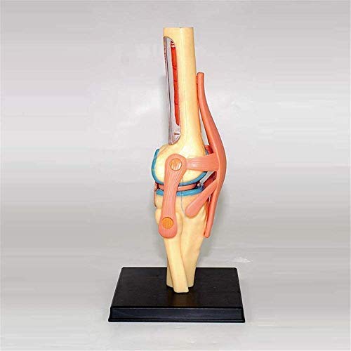 Model Kolanowy Model Anatomii Ludzkiej Narządy Edukacji Medycznej Modelowy Model Medyczny I Materiałowy