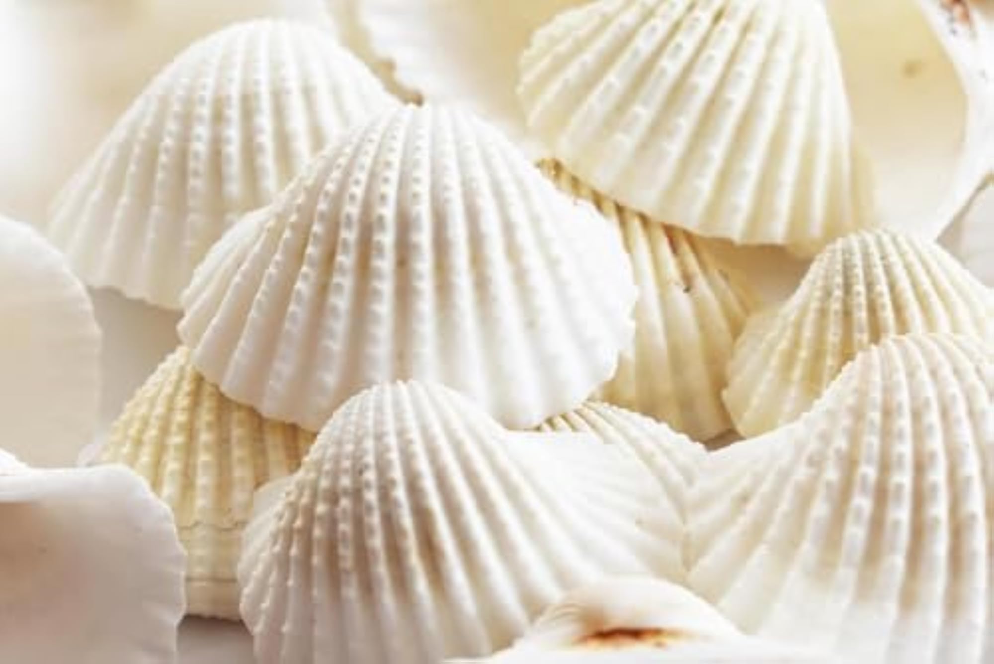15PCs White Ark Decorative Artificial Sea Shells