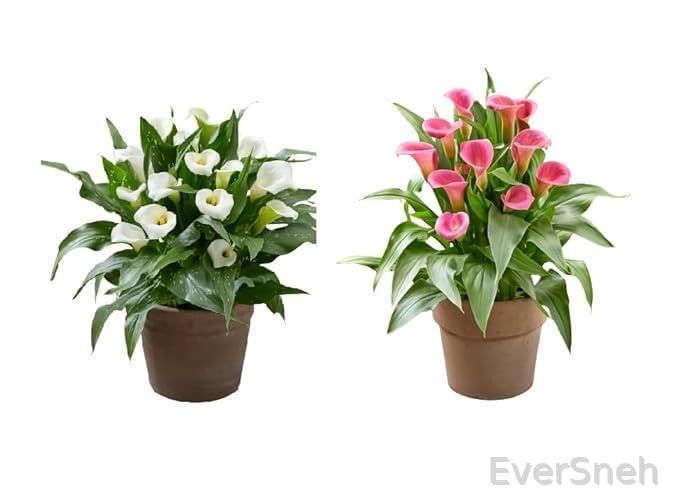 EverSneh Live Combo Of 2 Live Plants Peace Lily Or Spathiphyllum Plant Indoor Outdoor Plant Air Purifier Oxygen Supplier Good Luck with Round Pot for Living Room/Bedroom/House/Office (Pack Of 2) (B0CWDZNG2S) Amazon Price History, Amazon Price Tracker