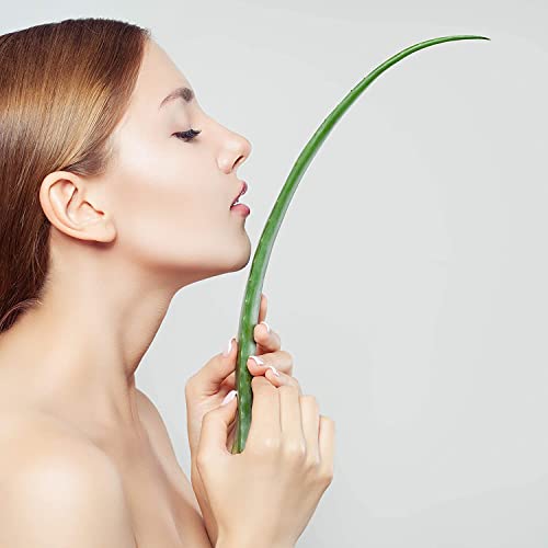 3 Liter Bio Aloe Vera Saft - 3 Monate Bio Aloe Vera Saftkur - ökologischer Aloe Verasaft in Premiumqualität in der praktischen 3 Liter Bag in Box Saftbox - nach Anbruch ungekühlt 3 Monate haltbar